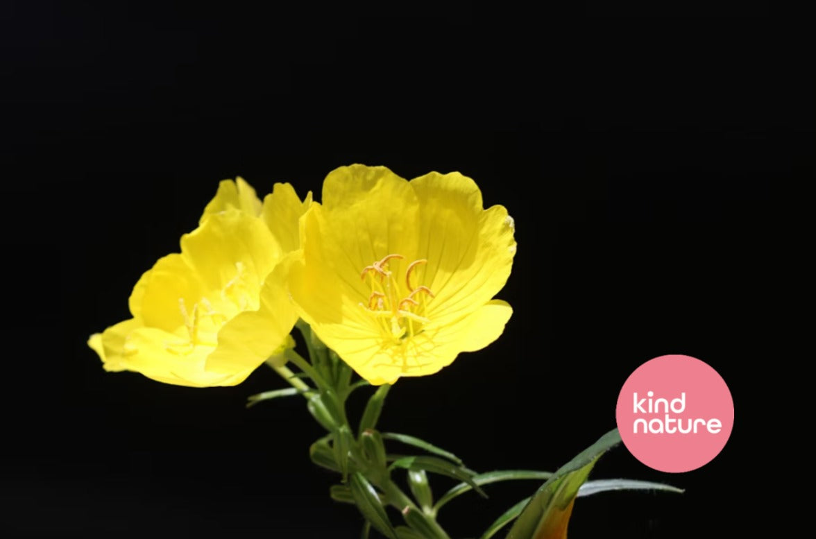 Evening Primrose Oil Benefits
